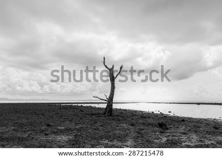 Black and white photo of a tree on the rock beach.