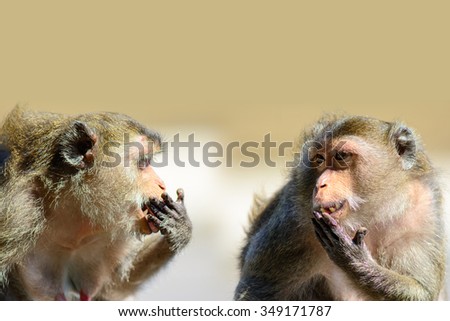 Funny monkey / gossip