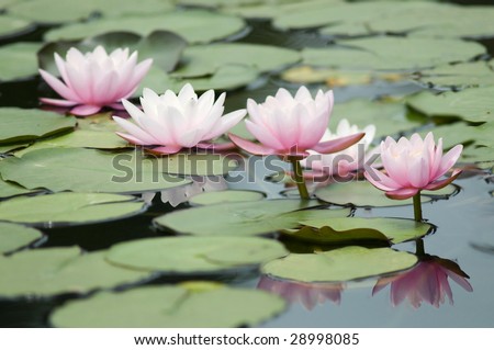 water lily in single file
