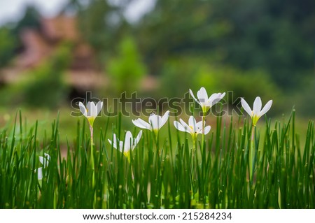 fairy lily flowers in the flower garden