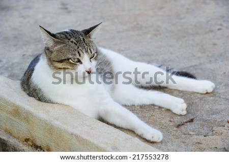 Cat laying on the floor outside