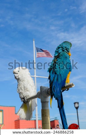 blue and yellow macaw , white parrot bird with US flag background