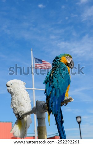 blue and yellow macaw , white parrot bird with USA. flag background