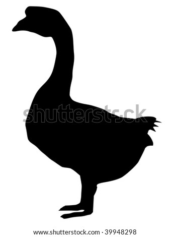Images Of Goose