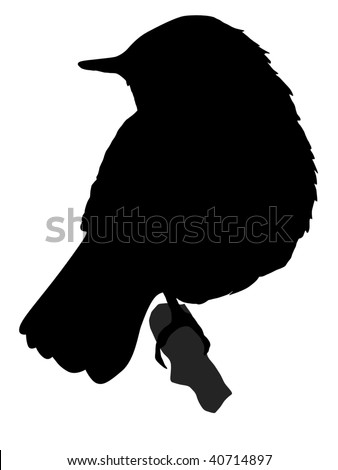 stock vector : silhouette of nightingale