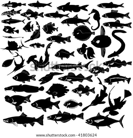 Images Of Fishes. collection of fishes