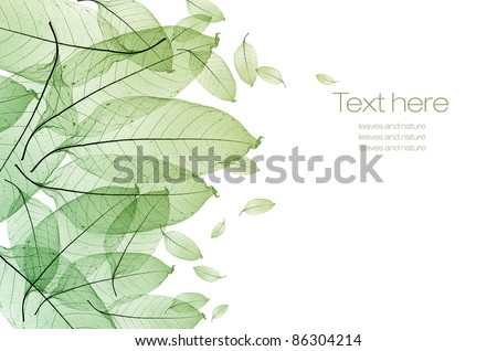 color leaf isolated