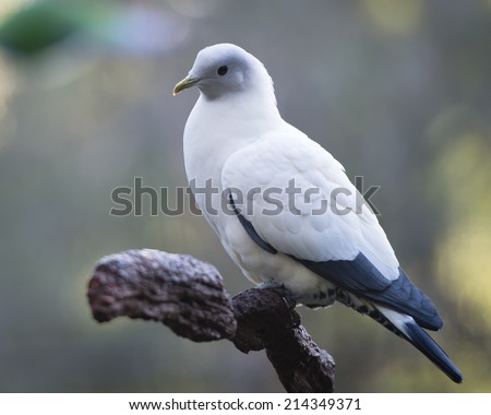 Pigeons and doves constitute the bird clade Columbidae, are stout-bodied birds with short necks, and have short, slender bills with fleshy ceres.