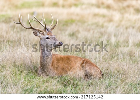 The Cervus Elaphus, known as red deer. The male red deer is called Stag or Hart.