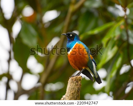The superb starling have black heads and iridescent blue-to-green back, upper breast, wings, and tail. The belly is red-orange, separated from the blue breast by a white bar.