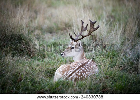The male fallow deer (Dama dama) is known as a buck, the female is a doe, and the young a fawn.