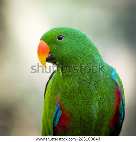 Close up of a green male Eclectus Roratus parrot. It has extreme dimorphism, where the male having a bright emerald green plumage.