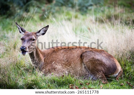 Hind or the female red deer in the wild. The Hind is resting in the middle of the bush. The Cervus Elaphus, known as red deer, is the fourth-largest deer species behind moose, elk and sambar deer.