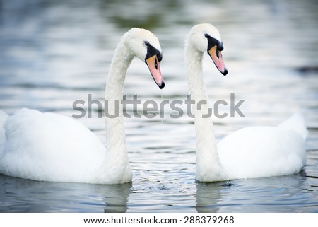 A pair of swans swimming in the lake. It has a long pink beak and beautiful white feathers. The water in the lake is rippling.\
\
Photographed at the lake in Royal Hyde Park, London, United Kingdom.