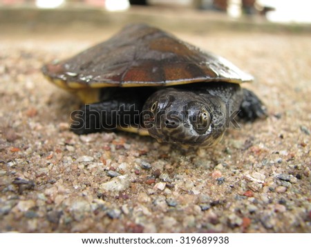 Amazon little turtle