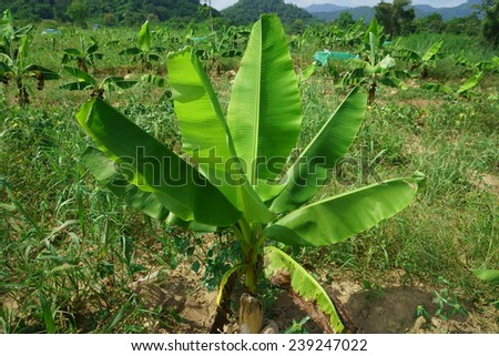 A small banana tree in countryside of Thailand