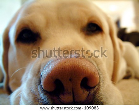 Dig Dog's nose.