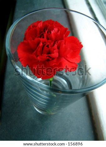 Macro shot of red flower in a vase, perched on a sunlit window sill.