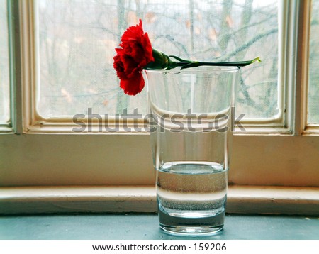 Flower resting on vase lit by natural lighting