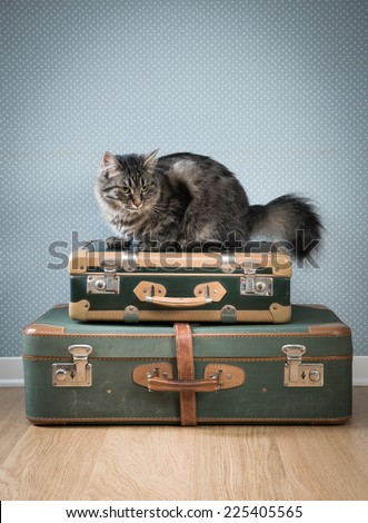 Beautiful furry cat with old vintage suitcases on the floor.