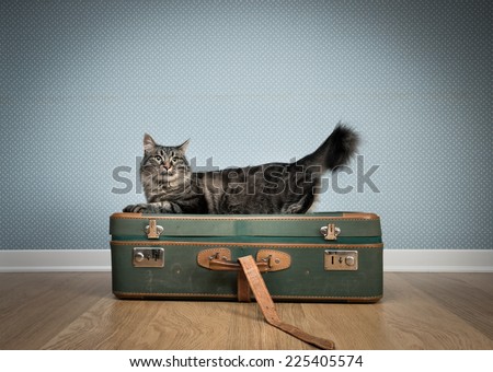 Beautiful furry cat with old vintage suitcases on the floor.