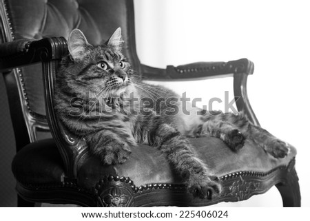 Beautiful cat relaxing on red velvet elegant vintage chair at home.