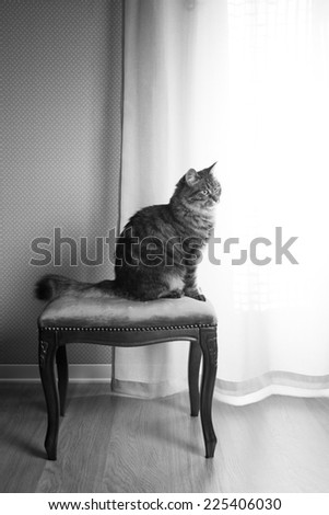 Beautiful cat relaxing on vintage stool at home next to a window.