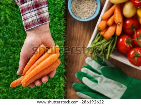 Farmer showing freshly harvested carrots in his hand, box filled with vegetables on background, top view