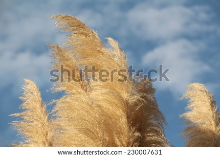 Yellow grass field on the background of blue sky and clouds / Cortaderia selloana / Pampas grass / Group of pampas grass (Cortaderia selloana) with blue sky
