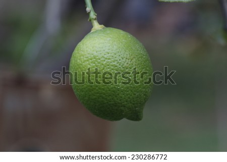 Green lemon. / Lemon hanging on tree.