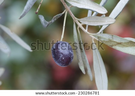 Olive branch. /  Branch of black olives. / Olives on olive tree in autumn. / Season nature image.