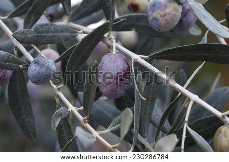 Olive branch. /  Branch of black olives. / Olives on olive tree in autumn. / Season nature image.