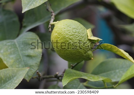 Fresh green lemon on tree. / Lemon hanging on tree.