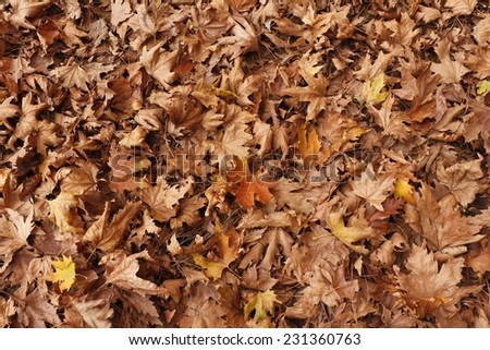 Background of dry leaves. / Dry leaf on ground. / Autumn background.