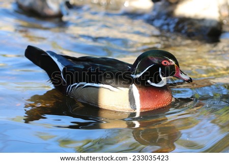 Male Wood Duck / Profile colorful male Wood Duck
