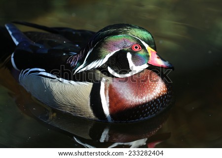 Male Wood Duck / Profile colorful male Wood Duck