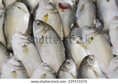 Fish for retail sale in local market. Freshly caught fishes. Fishing shop. Fresh fishes in a market.