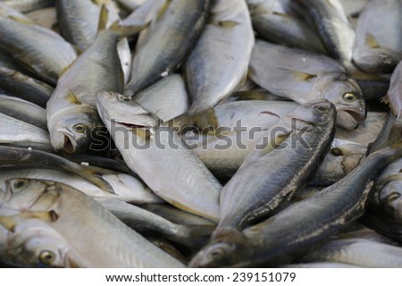 Fish for retail sale in local market. Freshly caught fishes. Fishing shop. Fresh fishes in a market.