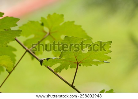Grape vine leaves. Fresh green leaves background.