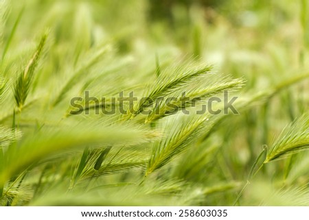 Green wheat. Field field spike. Close up of a Green durum wheat field.