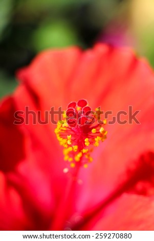 Hibiscus Flower. Red Hibiscus Flower