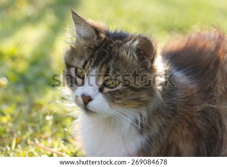 Cat against green background. Cat in autumn garden on grass.