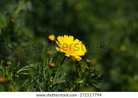 Spring daisies on green background. Yellow daisey flower. Daisy yellow flowers green nature meadow spring season.