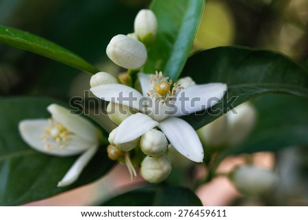 Orange blossoms tree in early spring. Orange flowering branches.