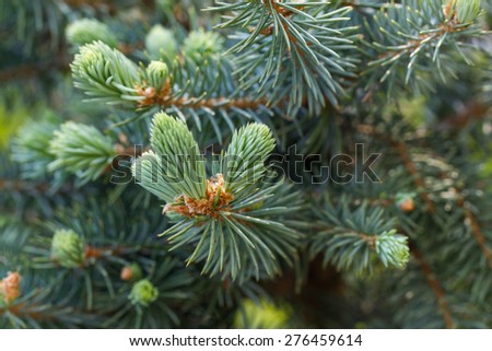 Green prickly branches of a fur-tree or pine. Pine tree.