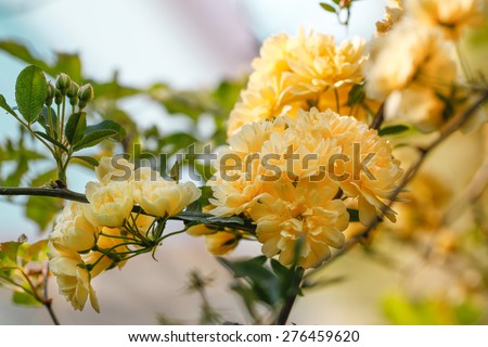 Climbing rose \'Golden Showers\'. Bush of yellow climbing roses in a garden with blue sky background.