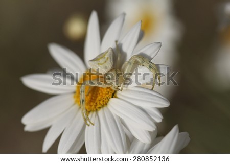 Close up white spider. Thomisus onustus in white daisy flower. Small crab spider. Clearly unaware of the concept of camouflage.