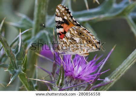 Monarch butterfly (Danaus plexippus). Close up butterfly. Monarch Butterfly perched on a flower.