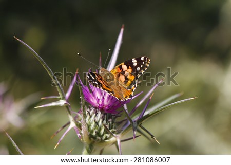Monarch butterfly (Danaus plexippus). Close up butterfly. Monarch Butterfly perched on a flower.