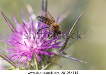 Honey Bee on a Pink Flower. Macro of a bee in a lilac flower.